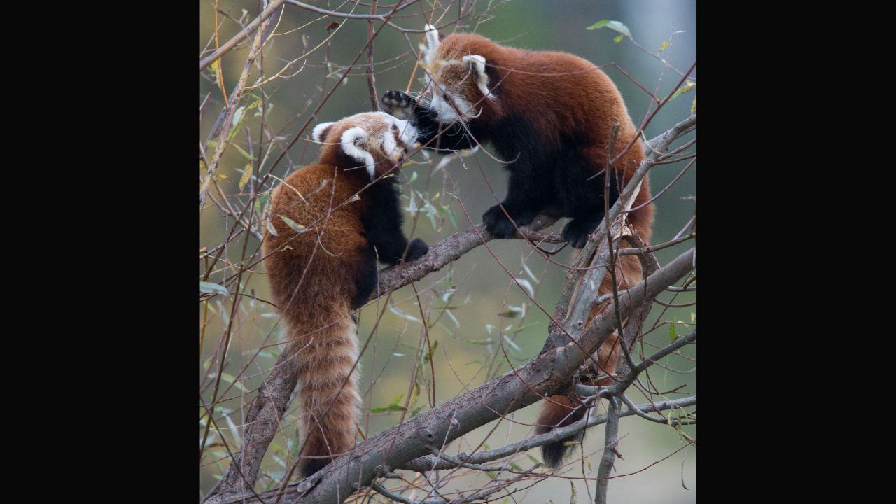 The red panda lives in a very narrow temperature range, according to the World Wildlife Fund. However, with the mercury rising, the species is forced to move to higher elevations. Pictured in 2014, this four-month-old red panda cub and its father (R) feast on tree branches at Bratislava's Zoo in Slovakia. Photo: AFP